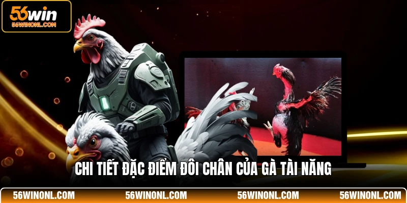 Cách Xem Tướng Gà Đá - Chi Tiết Dành Cho Hội Viên 56WIN 4 Chi tiết đặc điểm đôi chân của gà tài năng