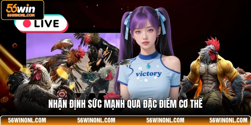 Soi Kèo Đá Gà 56WIN - Bí Quyết Chiến Thắng Cho Hội Viên 3 Nhận định sức mạnh qua đặc điểm cơ thể