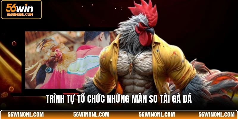 Trình tự tổ chức những màn so tài gà đá